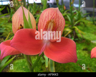 Disa rouge, Disa Disa uniflora (roulé), seule fleur Banque D'Images