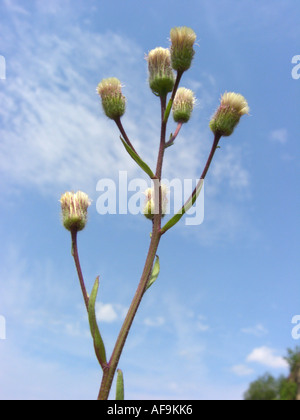 Vergerette (Erigeron aceris amer, Erigeron acer), inflorescences contre le ciel bleu, l'Allemagne, Rhénanie du Nord-Westphalie Banque D'Images