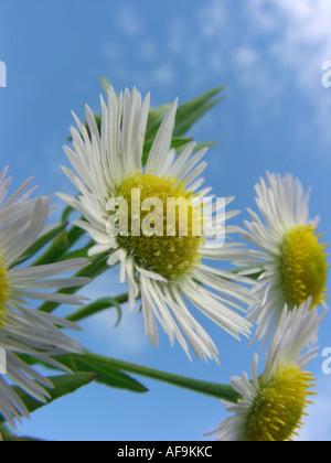 Vergerette annuelle, daisy fleabane, sweet scabious, Eastern daisy fleabane, blanc-top (vergerette Erigeron annuus), inflorescence Banque D'Images