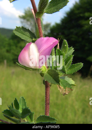 (Ononis spinosa restharrow épineuse), fleur, Allemagne, Rhénanie du Nord-Westphalie, Attendorn Banque D'Images