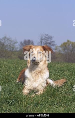 Dog (Canis lupus f. familiaris), Collie-Husky-Mix, allongé dans le pré Banque D'Images