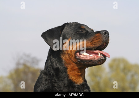 Rottweiler (Canis lupus f. familiaris), portrait Banque D'Images