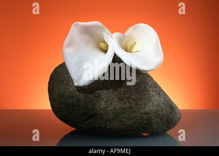 (Zantedeschia Zantedeschia spec.), fleurs blanches sur une pierre Banque D'Images