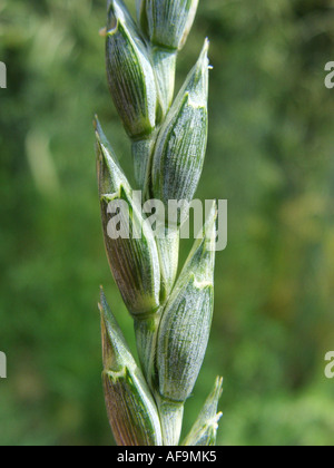 D'épeautre (Triticum spelta), Spike Banque D'Images