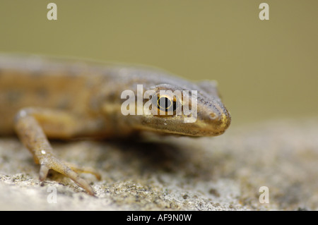 Smooth newt (Triturus vulgaris), homme, portrait, Allemagne, Rhénanie du Nord-Westphalie Banque D'Images