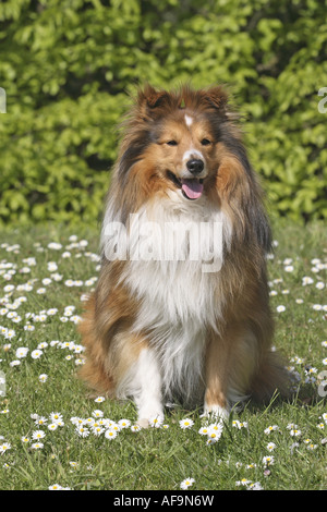 Shetland Sheepdog (Canis lupus f. familiaris), dans la prairie en fleurs Banque D'Images