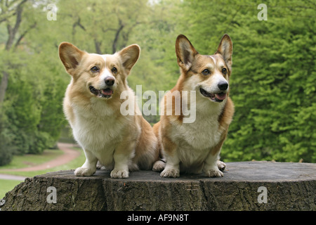 Welsh Corgi Pembroke (Canis lupus f. familiaris), deux individus assis sur un accroc Banque D'Images