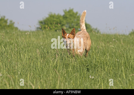 Australian Cattle Dog (Canis lupus f. familiaris), courant à travers prairie avec boule dans sa bouche, l'Europe, Allemagne Banque D'Images