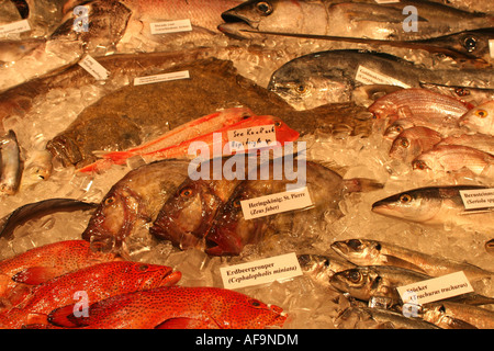Chinchard, scad, maasbanker (Trachurus trachurus), seafish Banque D'Images