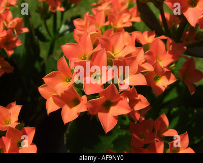 Étoile brillante, flaming katy, Madagascar widow's thrill (Kalanchoe blossfeldiana), avec des fleurs orange Banque D'Images