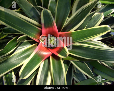 Neoregelia carolinae Neoregelia carolinae Tricolor (vue de dessus), à l'usine en fleurs Banque D'Images