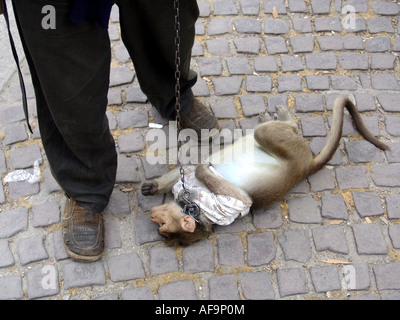 Plovdiv-Roma avec un dancing monkey, Bulgarie Banque D'Images