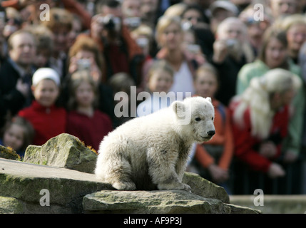 L'ours polaire (Ursus maritimus), descendants de la Knut du Zoo de Berlin, Allemagne, Berlin Banque D'Images