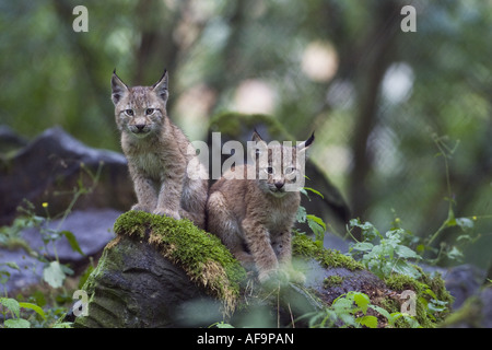 Le lynx eurasien (Lynx lynx), deux petits, les frères et sœurs, Allemagne Banque D'Images