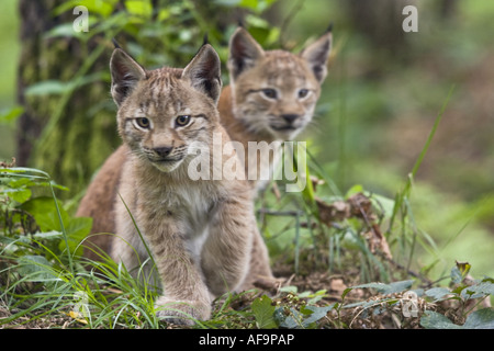 Le lynx eurasien (Lynx lynx), deux petits, les frères et sœurs, Allemagne Banque D'Images