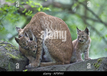 Le lynx eurasien (Lynx lynx), la mère avec ses trois petits, Allemagne Banque D'Images