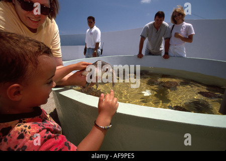 Grand Cayman,Îles,BWI,Antilles britanniques,Mer des Caraïbes,eau,Tropiques,temps chaud,climat,West Bay,West Bay,Cayman Turtle Farm,réservoir de reproduction,vert Banque D'Images