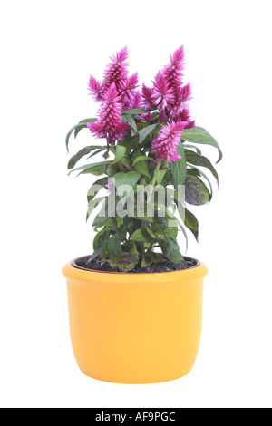 Empanaché cockscomb, d'épilobes, épinard rouge (Celosia Venezuela Caracas, Celosia argentea Plumosa, Celosia plumosa), plante en jaune Banque D'Images