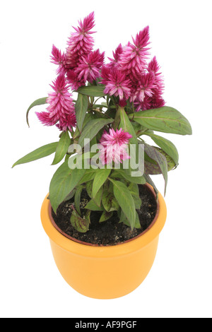 Empanaché cockscomb, d'épilobes, épinard rouge (Celosia Venezuela Caracas, Celosia argentea Plumosa, Celosia plumosa), plante en jaune Banque D'Images