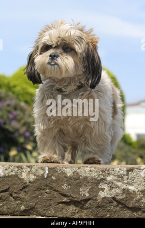 Shih Tzu (Canis lupus f. familiaris), seul animal Banque D'Images