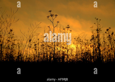 Long, grandes herbes et graminées en silhouette sous un ciel nuageux coucher du soleil Banque D'Images