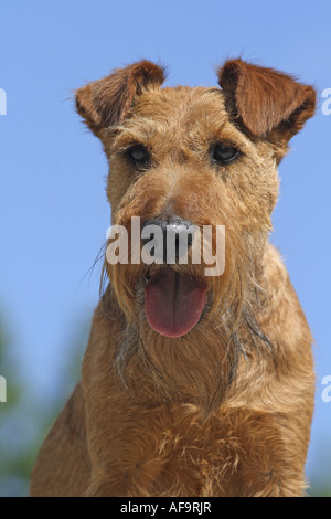 Terrier irlandais (Canis lupus f. familiaris), portrait, Allemagne Banque D'Images