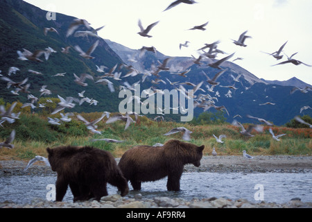 Ours brun Ursus arctos Ours brun Ursus horribils avec oursons sèment la pêche dans une rivière d'Alaska Katmai National Park Banque D'Images