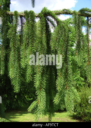 L'épinette de Norvège (Picea abies 'Cranstonii Cranstonii', Picea abies), de la direction générale Banque D'Images