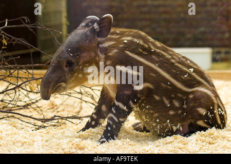 Tapir de Baird, tapir d'Amérique centrale (Tapirus bairdii), trois semaine pup, assis, l'Allemagne, Zoologischer Garten Wuppertal Banque D'Images