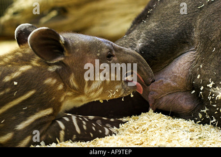 Tapir de Baird, tapir d'Amérique centrale (Tapirus bairdii), trois semaines, des petits bâillements Banque D'Images