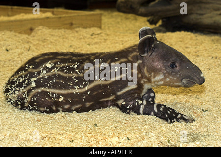 Tapir de Baird, tapir d'Amérique centrale (Tapirus bairdii), trois semaine pup, le mensonge Banque D'Images