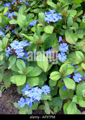 (Plumbago Ceratostigma plumbaginoides), blooming Banque D'Images