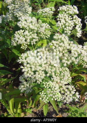 L'eupatoire perfoliée, Thoroughwort commun, l'eupatoire perfoliée (Eupatorium perfoliatum), blooming Banque D'Images