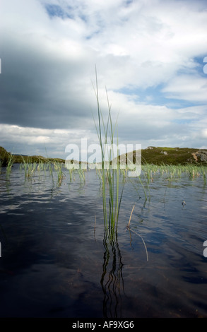 Roseaux dans un Loch Highland, Glen Lyon, en Écosse. Banque D'Images