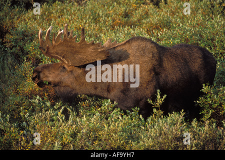 Bull moose Alces alces avec de grands bois de velours en se nourrissant sur les saules Parc National Denali intérieur de l'Alaska Banque D'Images