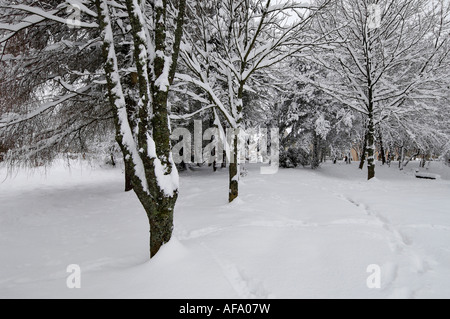 Et l'allée d'arbres tapissés de neige après une lourde chute l'Ecosse Perthshire Killin Banque D'Images