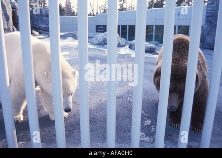 Ours blanc Ursus maritimus et l'ours brun (Ursus arctos) partager un stylo dans le Zoo d'Anchorage Anchorage Alaska Banque D'Images