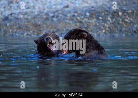 Ours brun Ursus arctos ours grizzli Ursus horribils paire de sangliers jouant dans une rivière Katmai National Park Alaska Peninsula Banque D'Images