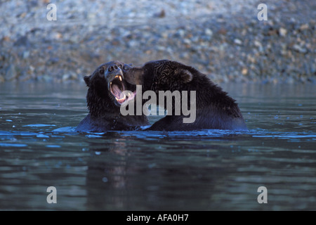 Ours brun Ursus arctos Ours brun Ursus horribils paire de sangliers jouant dans une rivière d'Alaska Katmai National Park Banque D'Images