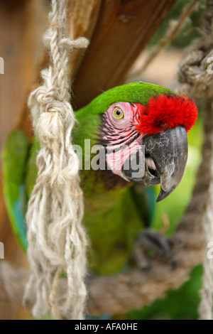 'Sherman' l'Ara militaire, jardins et Zoo Ardastra & Conservation Centre. Nassau, New Providence, Bahamas. Banque D'Images