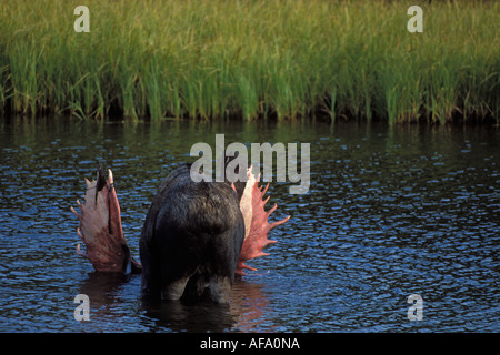 Bull moose Alces alces avec effusion velvet se nourrit de plantes aquatiques dans un étang du parc national Denali électrique intérieur de l'Alaska Banque D'Images