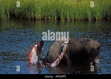 Bull moose Alces alces avec effusion velvet se nourrit de plantes aquatiques dans un étang du parc national Denali électrique intérieur de l'Alaska Banque D'Images