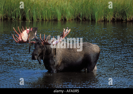 Bull moose Alces alces avec effusion velvet se nourrit de plantes aquatiques dans un étang du parc national Denali électrique intérieur de l'Alaska Banque D'Images