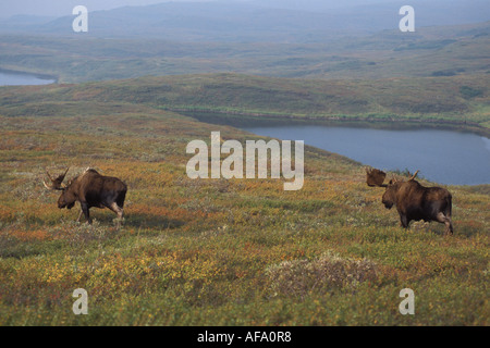 Moose Alces alces paire de bull avec de grands bois de velours à l'intérieur du parc national de Denali en Alaska Banque D'Images