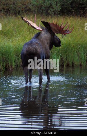Bull moose Alces alces avec effusion velvet se nourrit de plantes aquatiques dans un étang du parc national Denali électrique intérieur de l'Alaska Banque D'Images