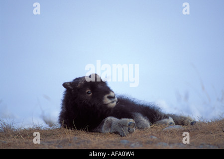 Le bœuf musqué Ovibos moschatus veau nouveau-né reposant le long de la plaine côtière de l'Arctique central Versant Nord de la chaîne de Brooks en Alaska Banque D'Images