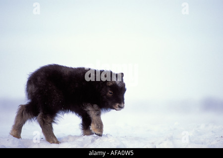 Le bœuf musqué Ovibos moschatus veau nouveau-né sur la plaine côtière de l'Arctique central Versant Nord de la chaîne de Brooks en Alaska Banque D'Images