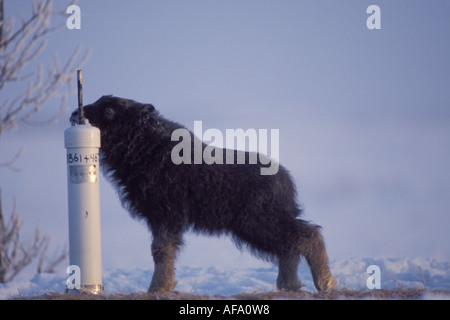 Le bœuf musqué Ovibos moschatus veau sur la plaine côtière de l'Arctique central Versant Nord de la chaîne de Brooks en Alaska Banque D'Images