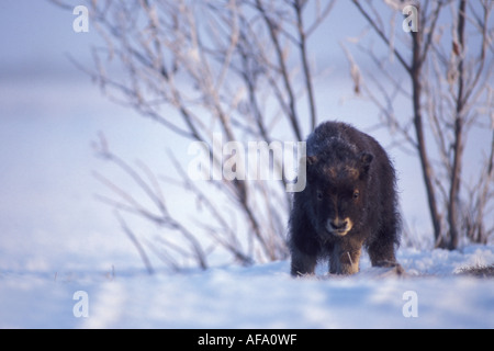 Le bœuf musqué Ovibos moschatus veau nouveau-né sur la plaine côtière de l'Arctique central Versant Nord de la chaîne de Brooks en Alaska Banque D'Images