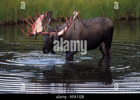 Bull moose Alces alces avec effusion velvet se nourrit de plantes aquatiques dans un étang du parc national Denali électrique intérieur de l'Alaska Banque D'Images